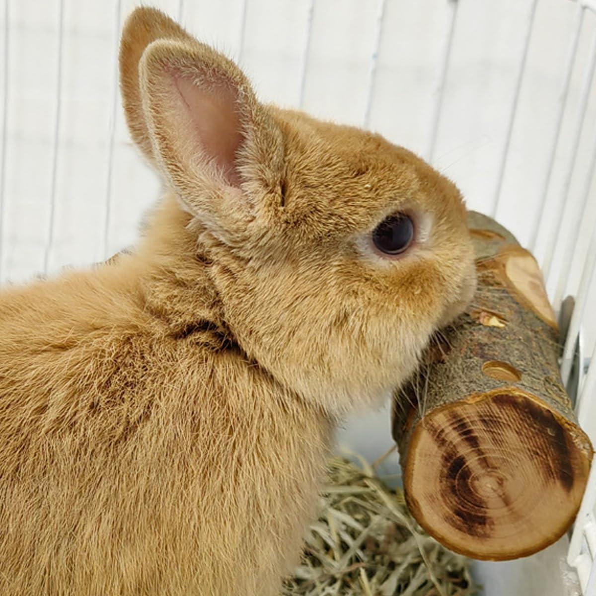 Discover How Apple⁢ Wood Chew⁤ Treats‍ Elevate Our⁢ Small Pets!